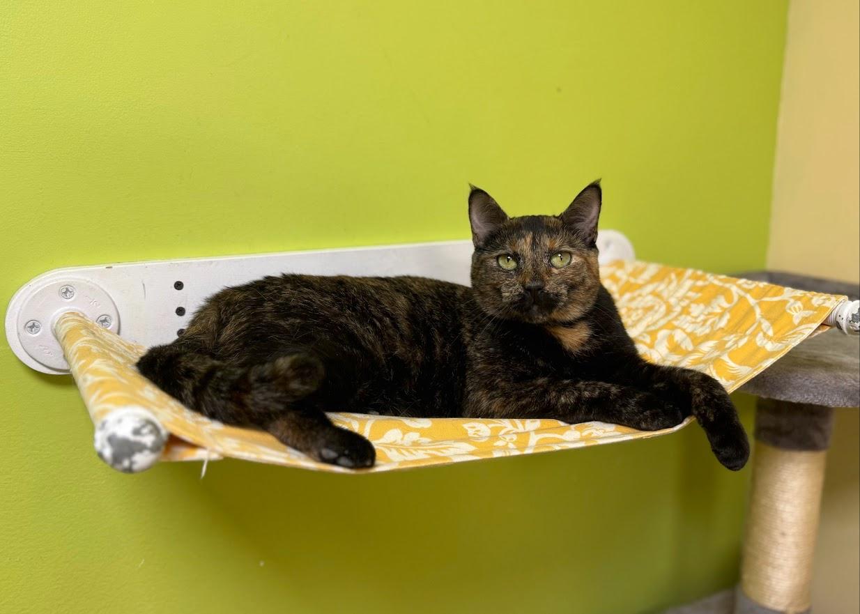 Enlarge Athena, a Adoptable Domestic Short Hair in Norwalk, CT image 2/5