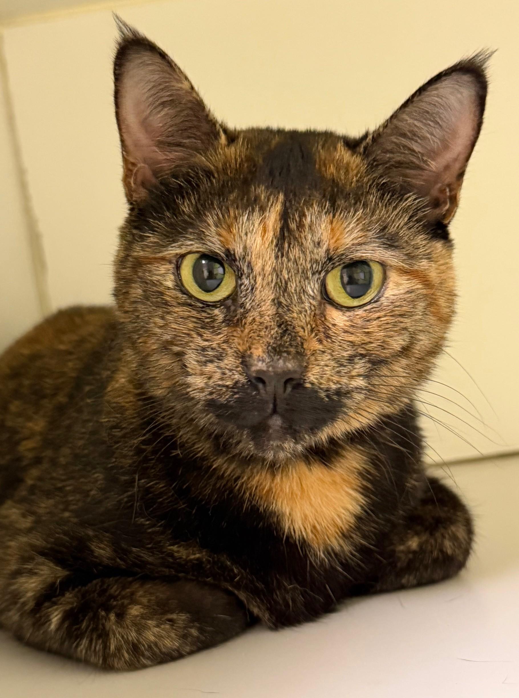 Enlarge Athena, a Adoptable Domestic Short Hair in Norwalk, CT image 3/5