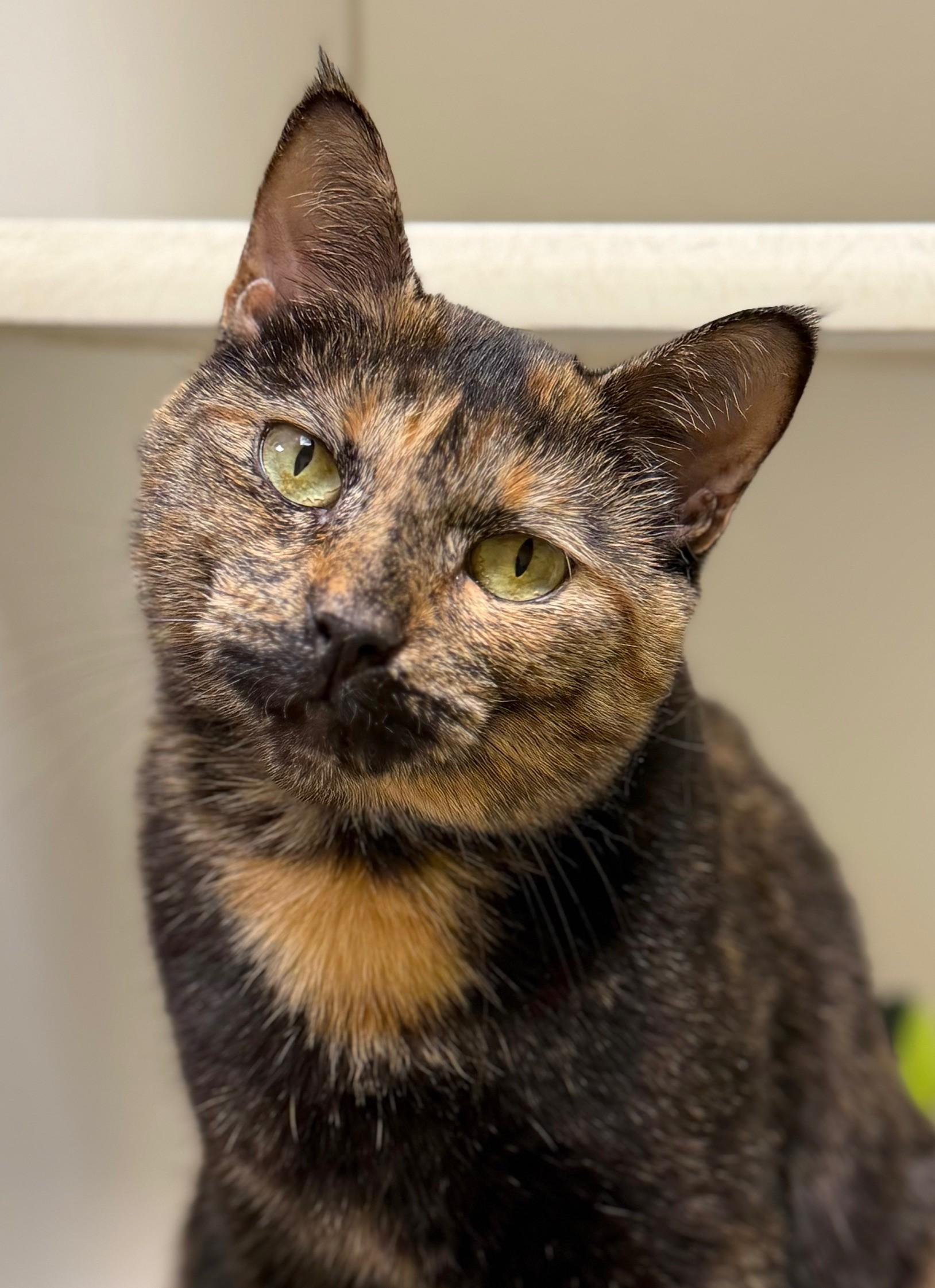 Enlarge Athena, a Adoptable Domestic Short Hair in Norwalk, CT image 4/5