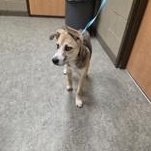 Enlarge Petey 60677055, an adopted Mixed Breed in Harvey , LA image 1/1