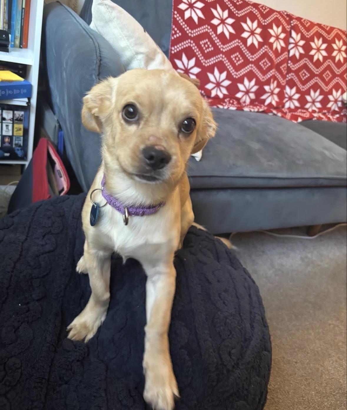 Benji, a ADOPTABLE mixed breed in Pasadena, CA image 3/6