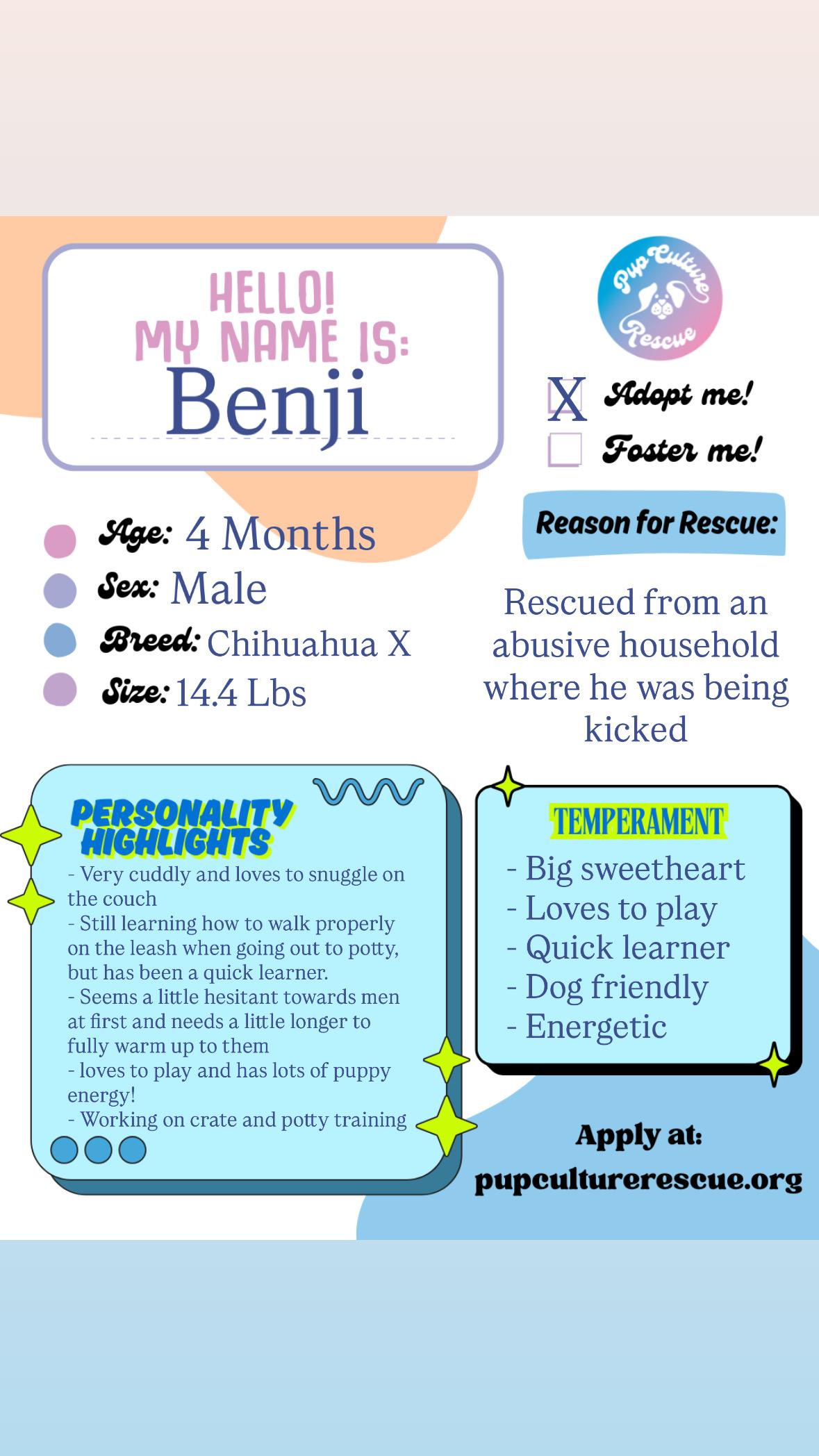 Benji, a ADOPTABLE mixed breed in Pasadena, CA image 4/6