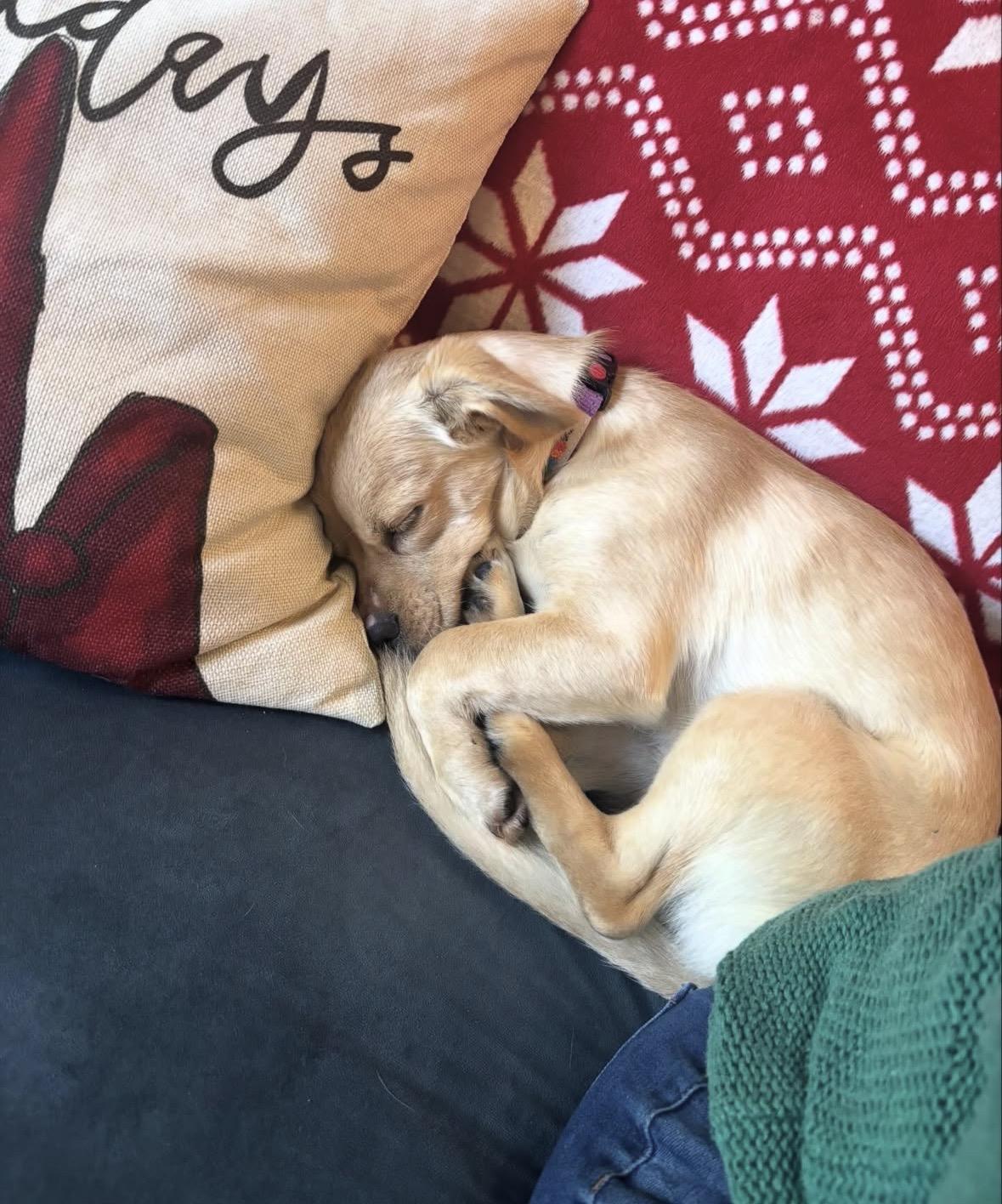 Benji, a ADOPTABLE mixed breed in Pasadena, CA image 5/6