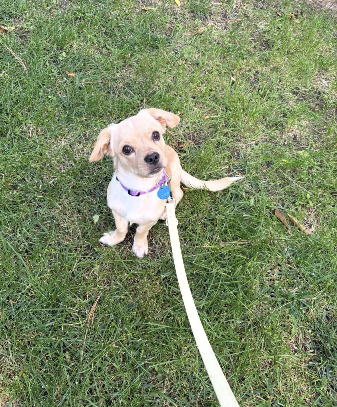 Benji, a ADOPTABLE mixed breed in Pasadena, CA image 6/6