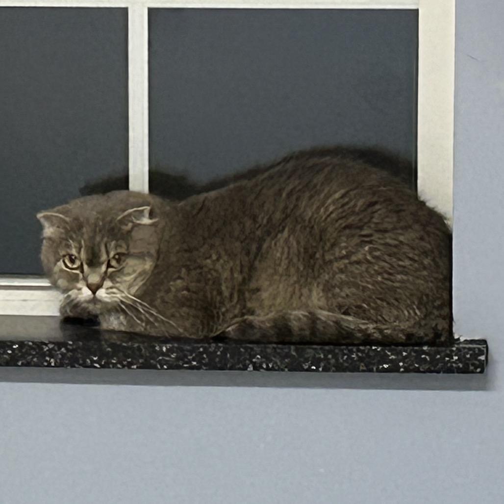 Enlarge Macadamia, a Adoptable mixed breed in Oyster Bay, NY image 1/1