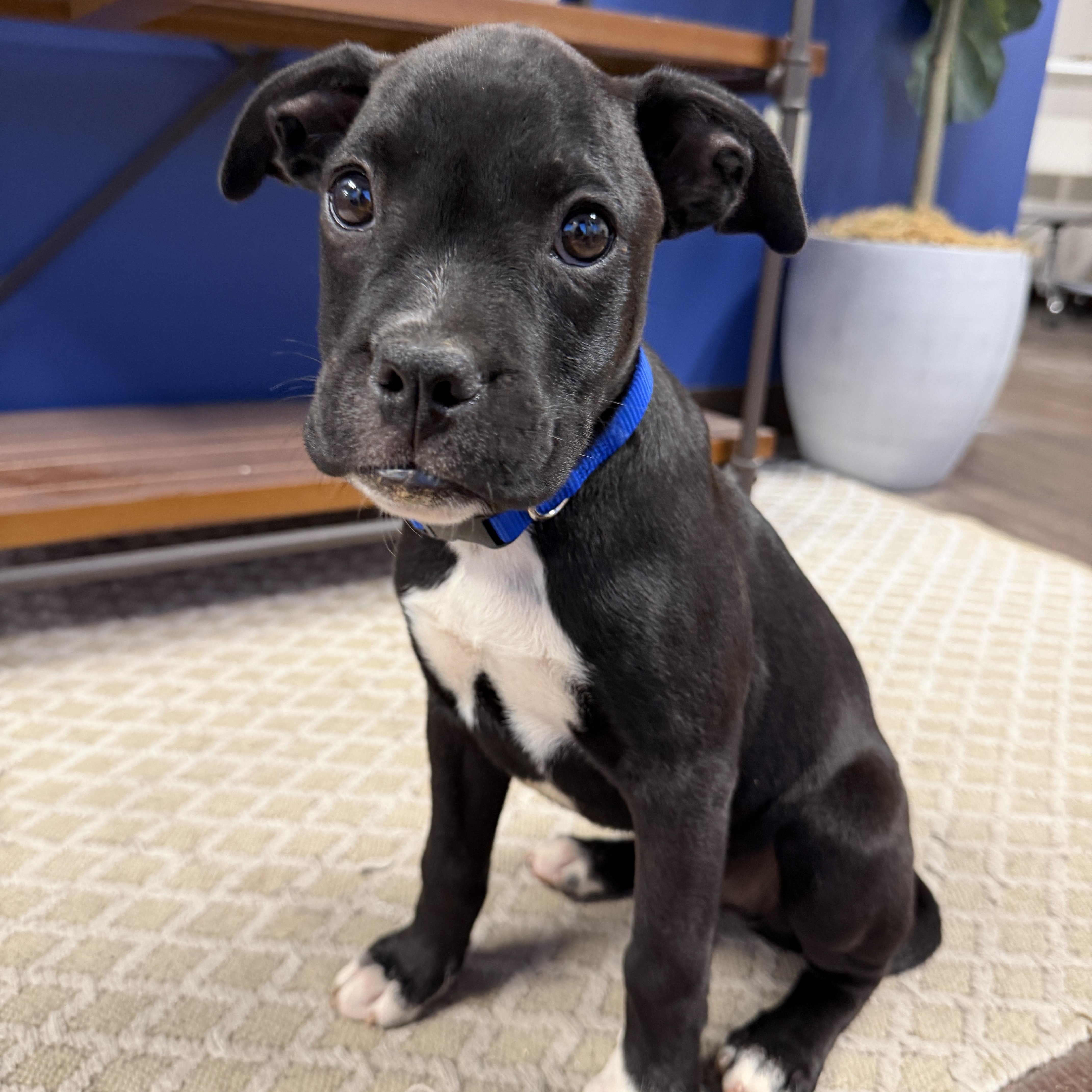 Enlarge SILAS, a Adoptable mixed breed in Griswold , CT image 1/4