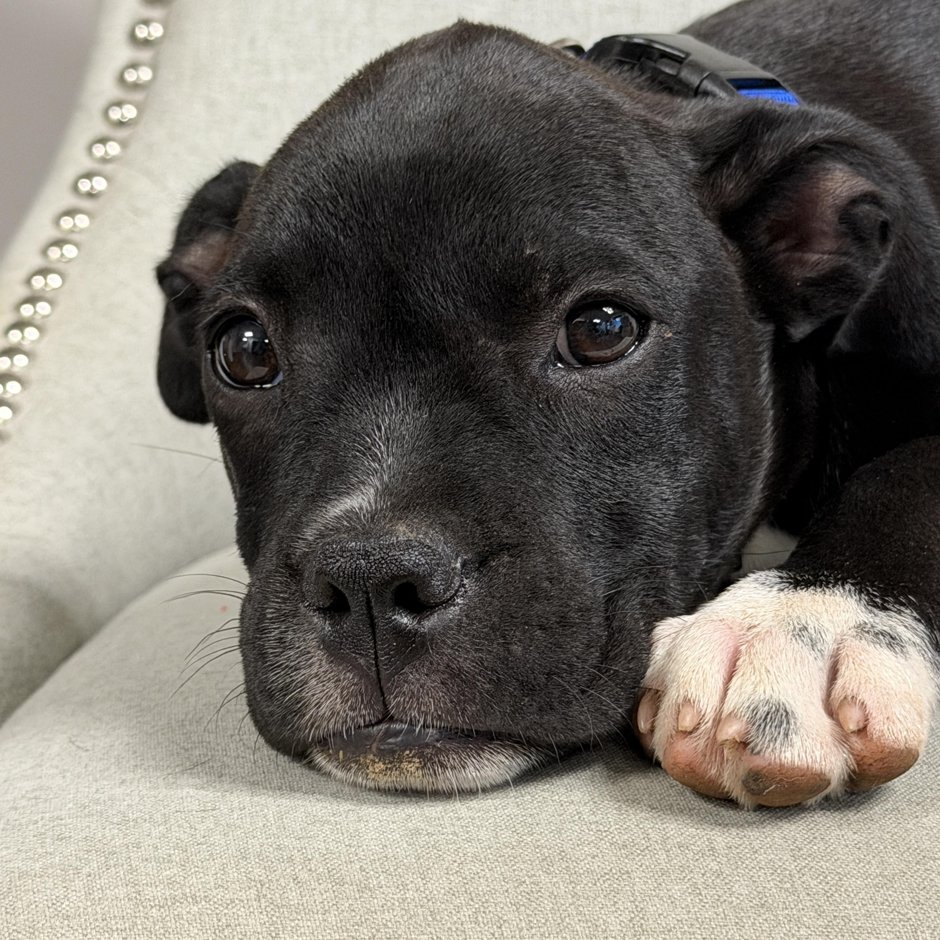Enlarge SILAS, a Adoptable mixed breed in Griswold , CT image 2/4
