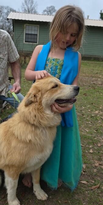 Rapunzel The Perfect Princess