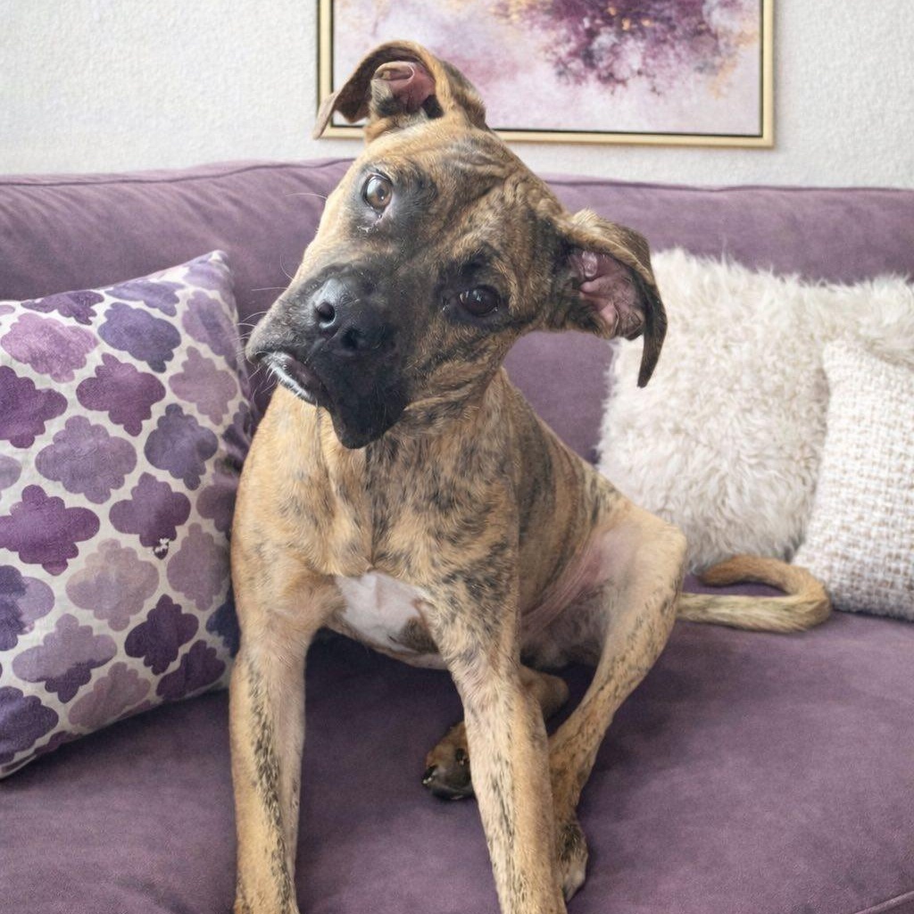 Enlarge Harvey, an adoptable Boxer in Shinnston, WV image 2/6