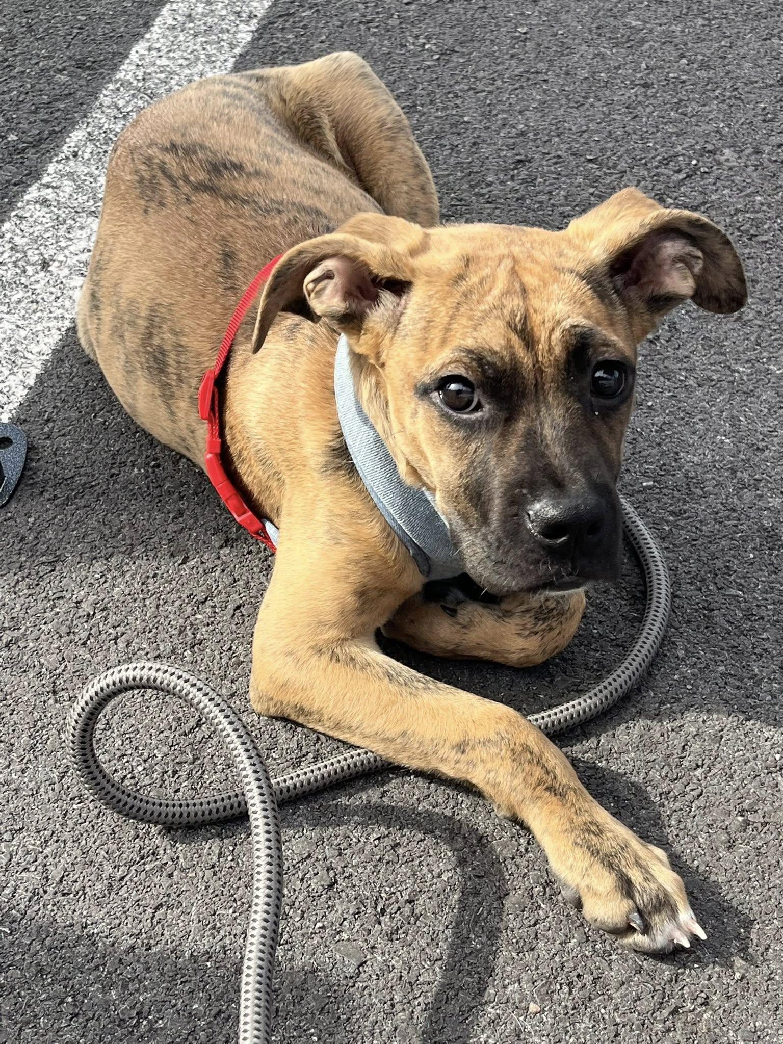 Enlarge Harvey, an adoptable mixed breed in Shinnston, WV image 6/6