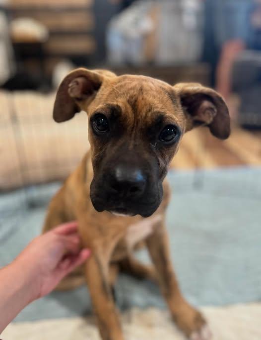 Enlarge Harvey, an adoptable mixed breed in Shinnston, WV image 3/6