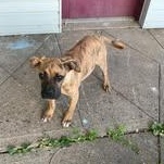 Enlarge Harvey, an adoptable mixed breed in Shinnston, WV image 4/6