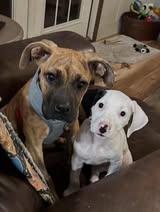 Enlarge Harvey, an adoptable mixed breed in Shinnston, WV image 5/6