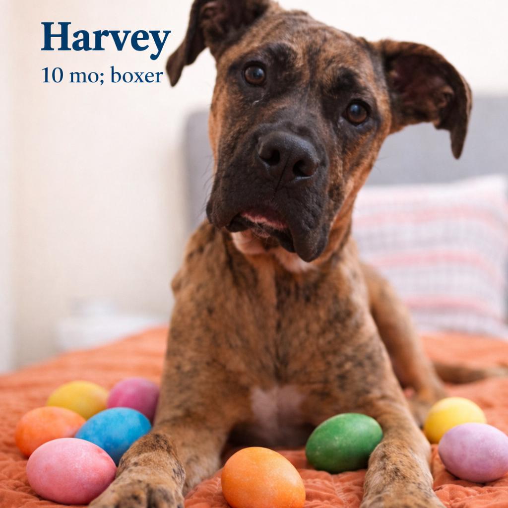 Harvey, adoptable, Young Male Boxer.
