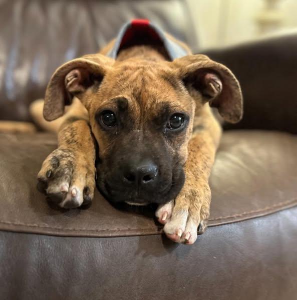 Enlarge Harvey, an adoptable mixed breed in Shinnston, WV image 2/6