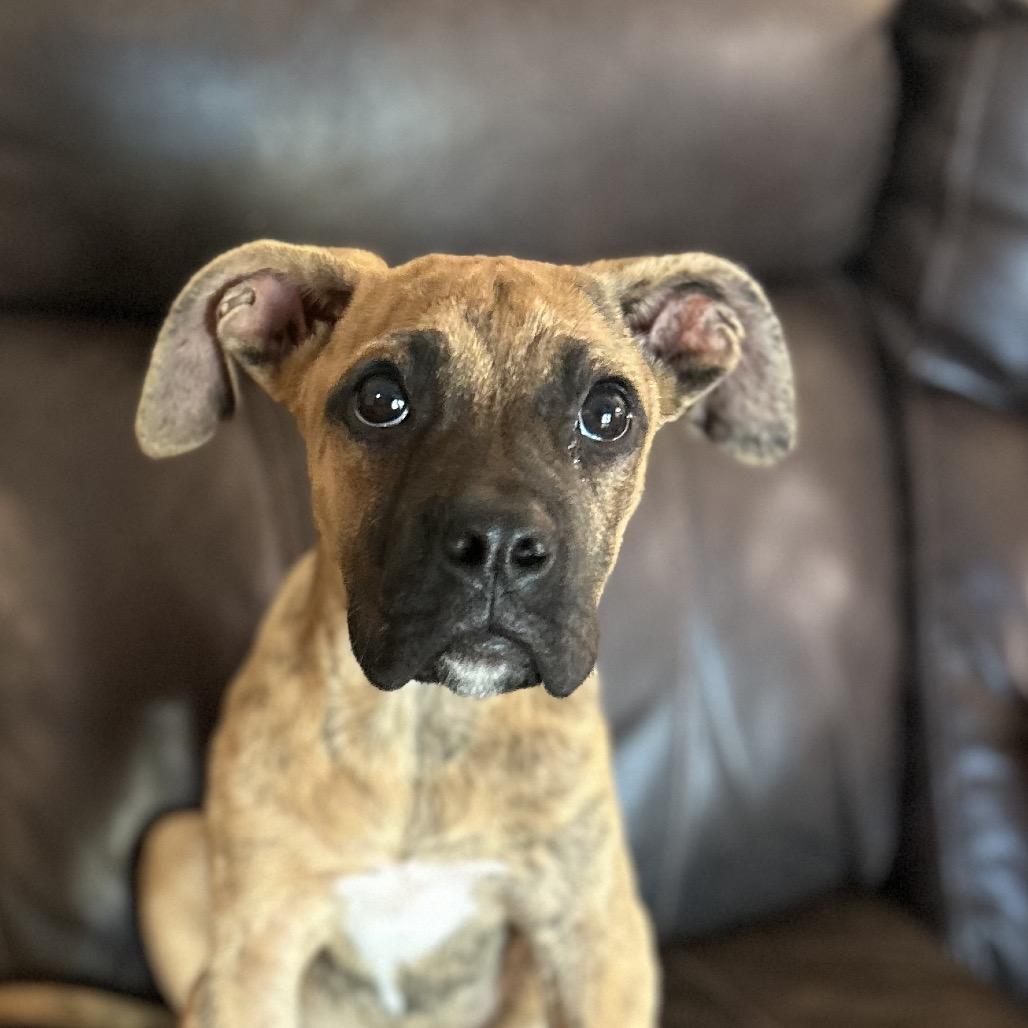 Enlarge Harvey, an adoptable mixed breed in Shinnston, WV image 1/6