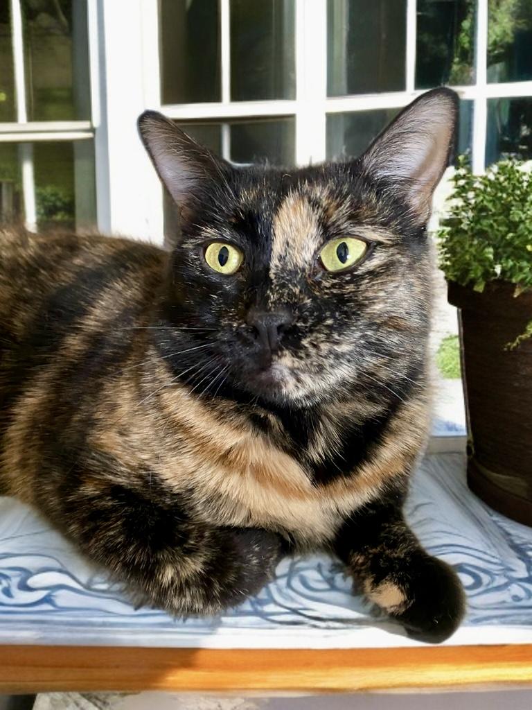 Nicole, Young Female Tortoiseshell