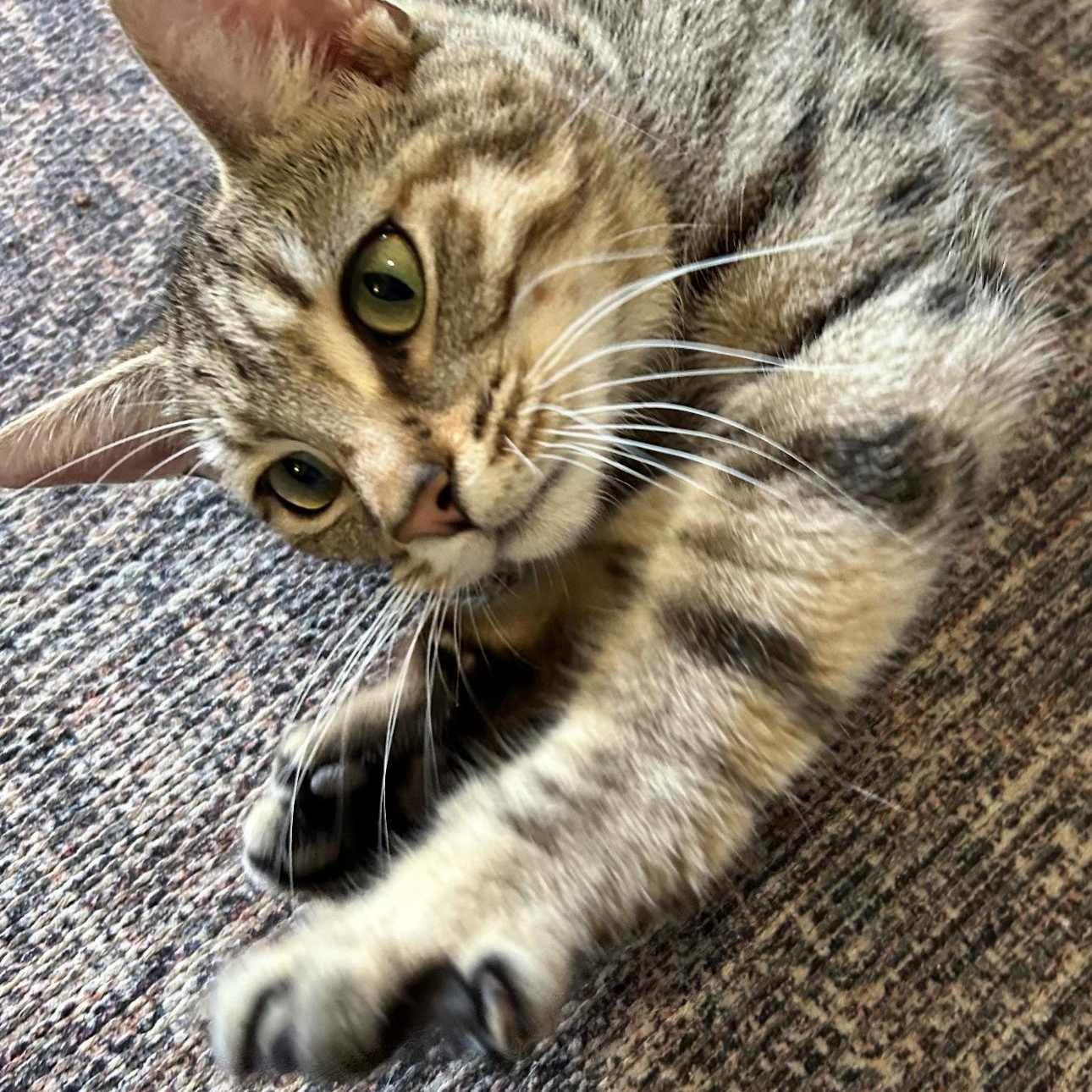 Sunny, Adoptable, Young Female Domestic Short Hair & Tabby.