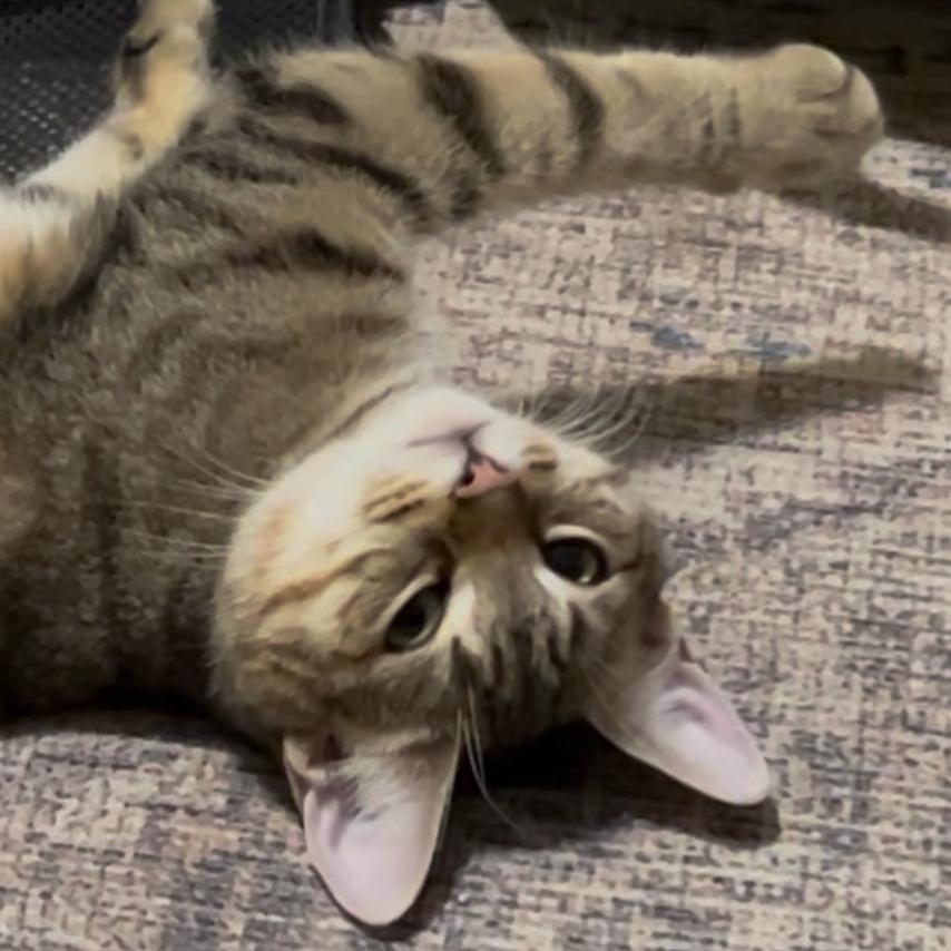 Sunny, a Adoptable mixed breed in New york, NY image 2/5