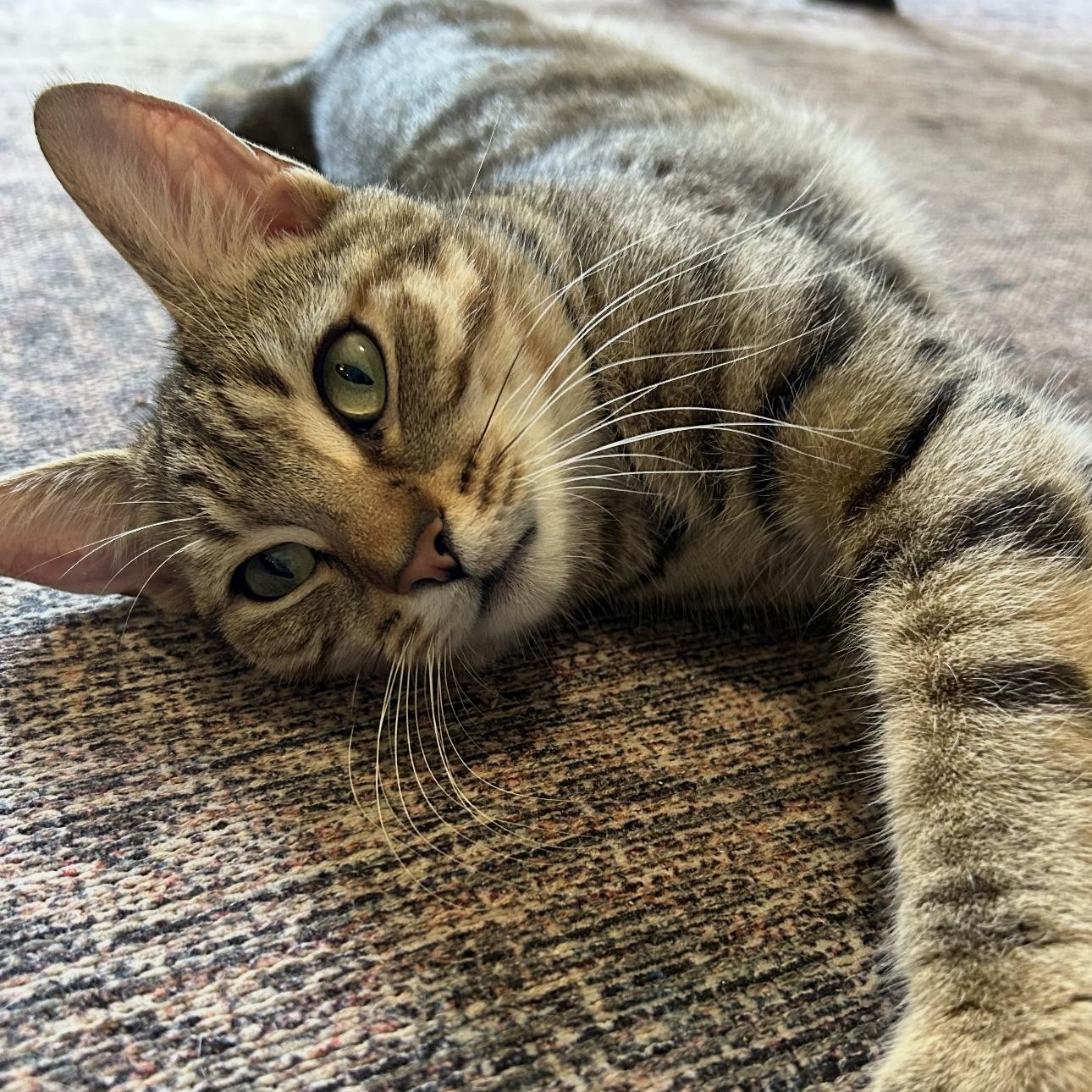 Sunny, a Adoptable mixed breed in New york, NY image 3/5