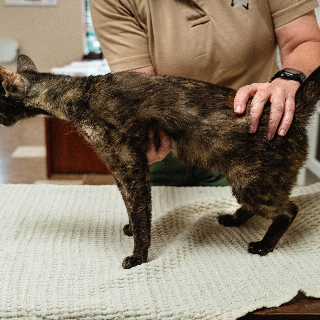 Enlarge Hazel, a Adoptable Domestic Short Hair in Mocksville, NC image 1/2