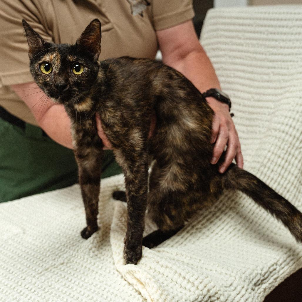 Enlarge Hazel, a Adoptable Domestic Short Hair in Mocksville, NC image 2/2
