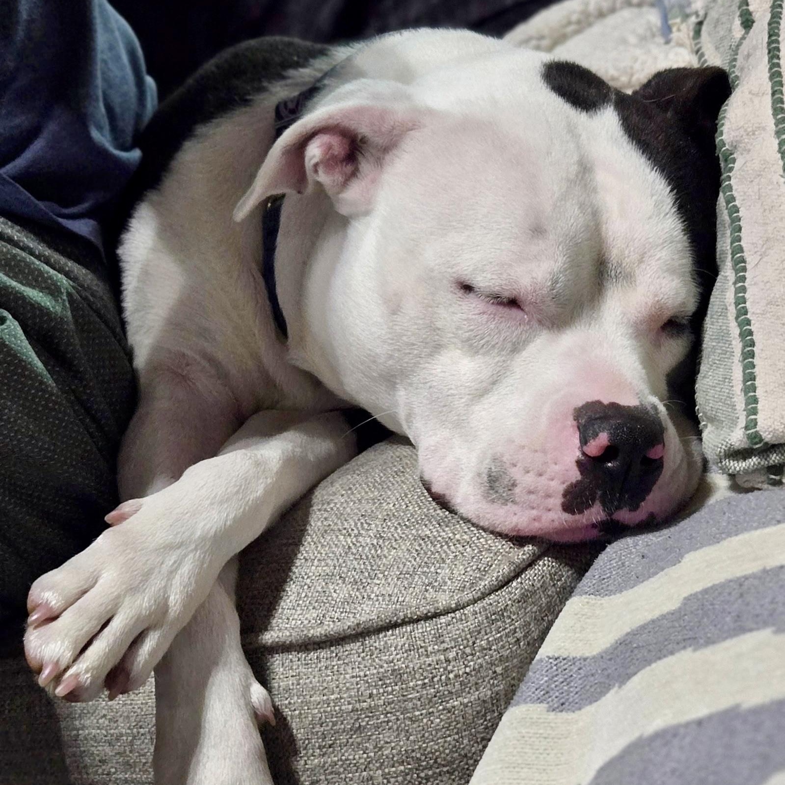 Enlarge VELVET - Local, a ADOPTABLE mixed breed in Warwick, RI image 1/6