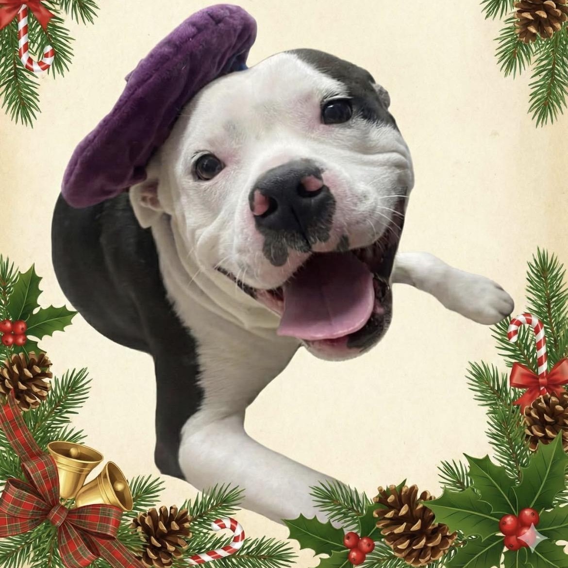 Enlarge VELVET - Local, a ADOPTABLE mixed breed in Warwick, RI image 5/6