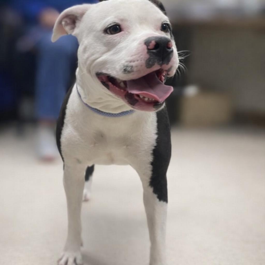 VELVET - Local, ADOPTABLE, Adult Female Labrador Retriever.