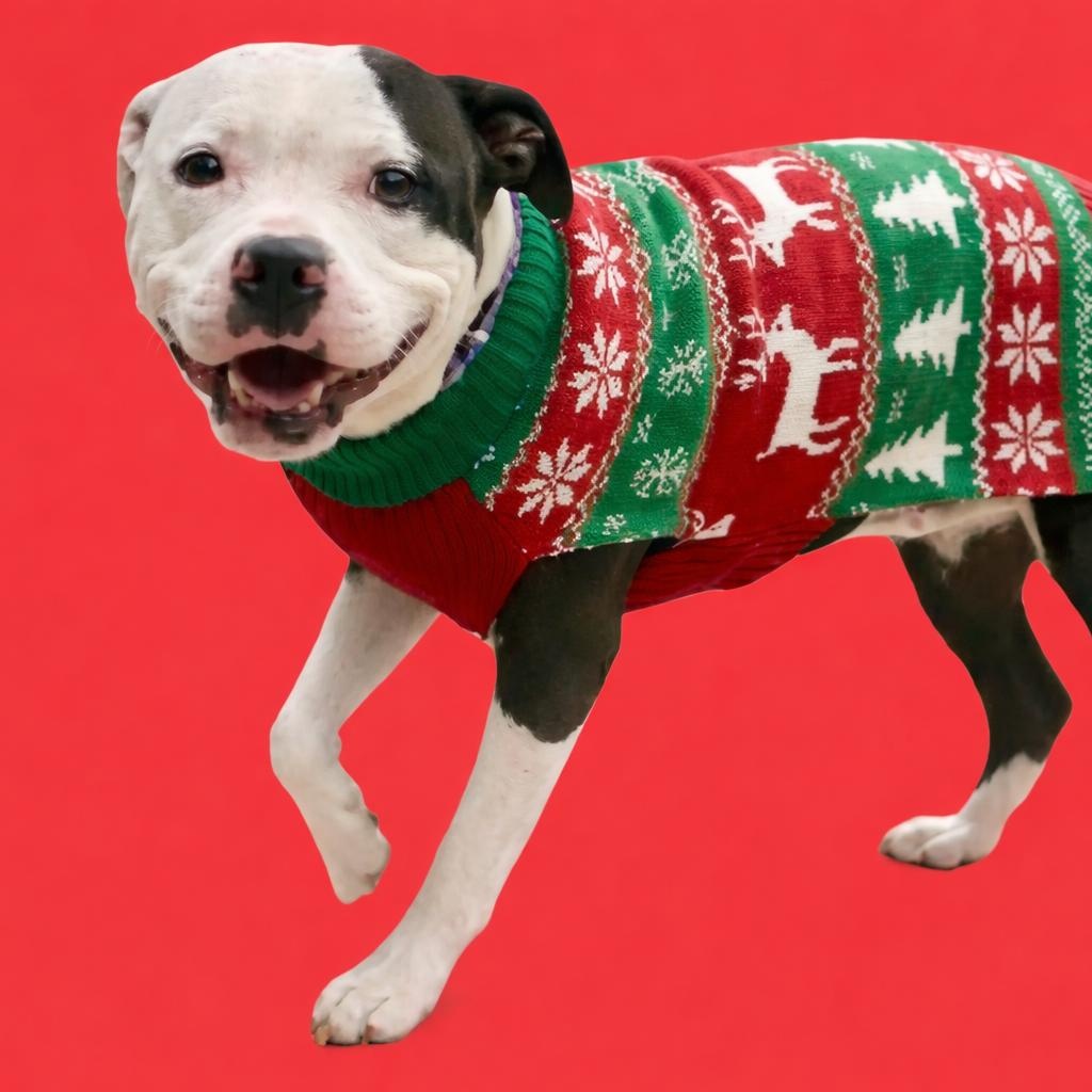 Enlarge VELVET - Local, a ADOPTABLE mixed breed in Warwick, RI image 2/6