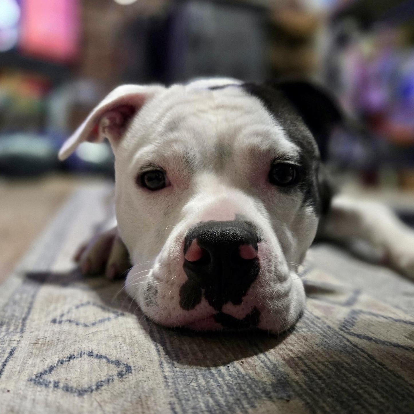 Enlarge VELVET - Local, a ADOPTABLE mixed breed in Warwick, RI image 6/6