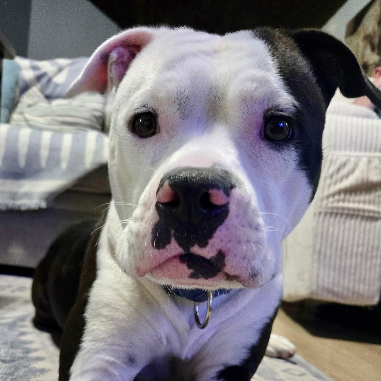 Enlarge VELVET - Local, a ADOPTABLE mixed breed in Warwick, RI image 4/6