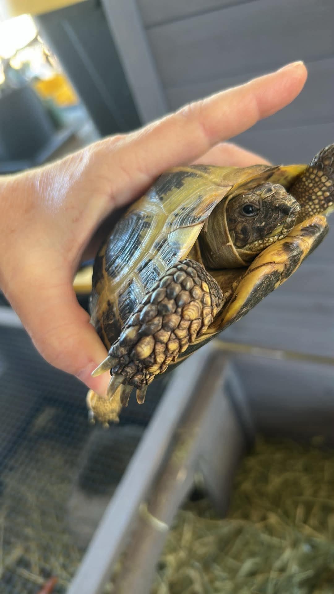 Dennis the Menace Russian Tortoise, an adopted Russian in Concord, CA image 2/2