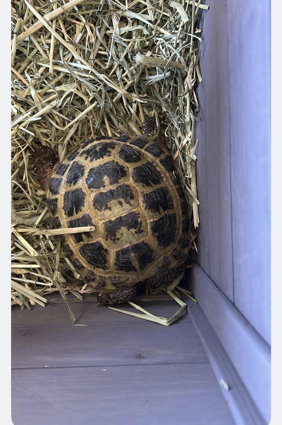 Dennis the Menace Russian Tortoise, adopted, Adult Male Russian.