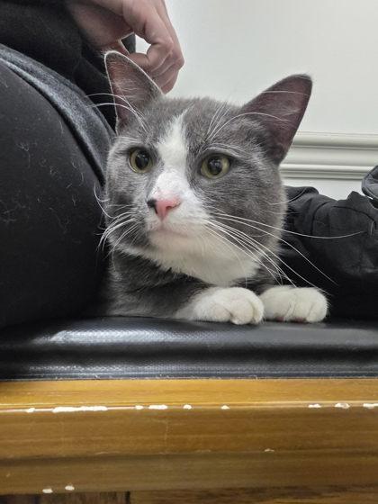 Kiko, Adoptable, Adult Male Domestic Short Hair & Domestic Short Hair.