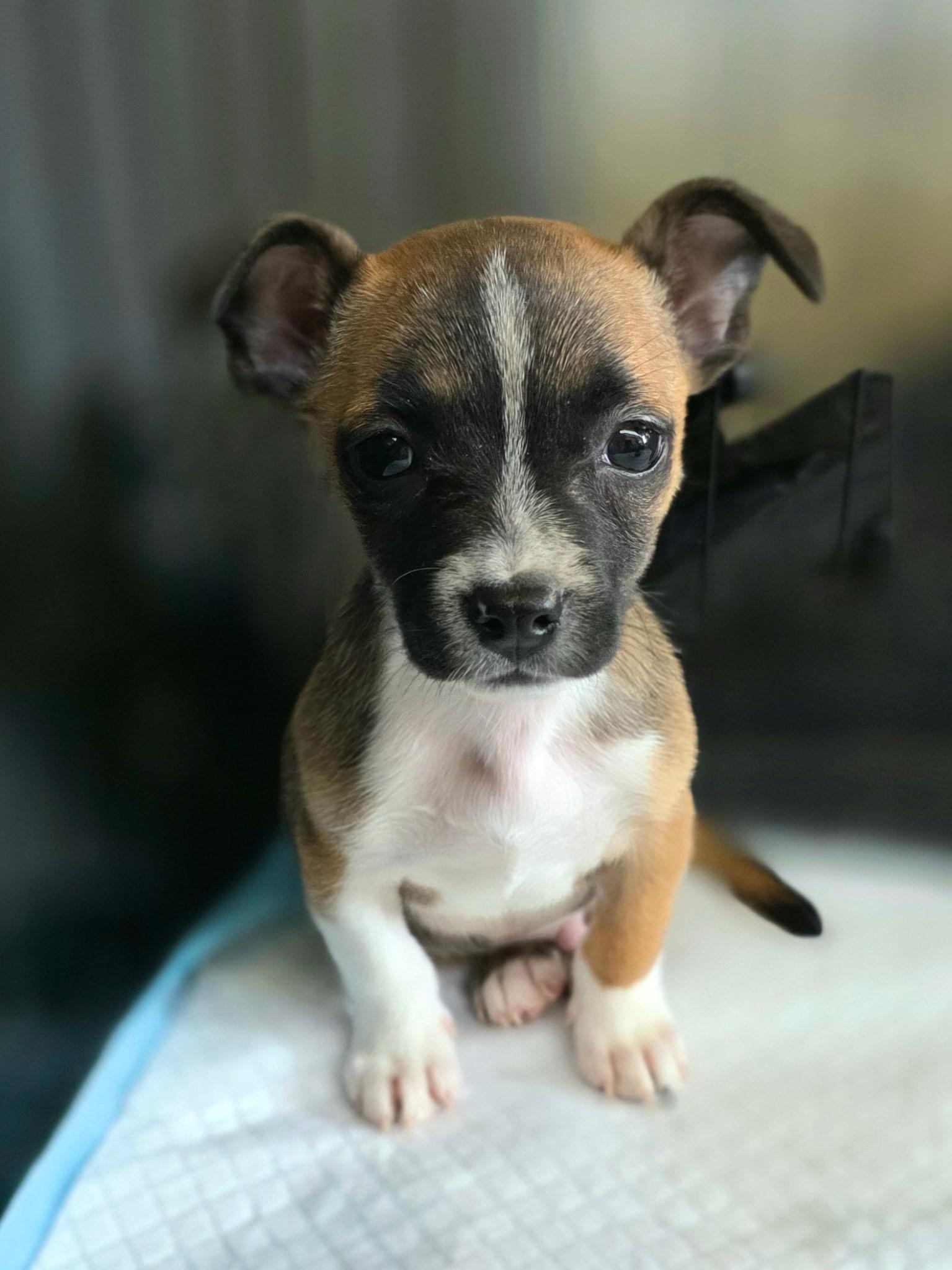 Rex, ADOPTABLE, Puppy Male Mixed Breed.