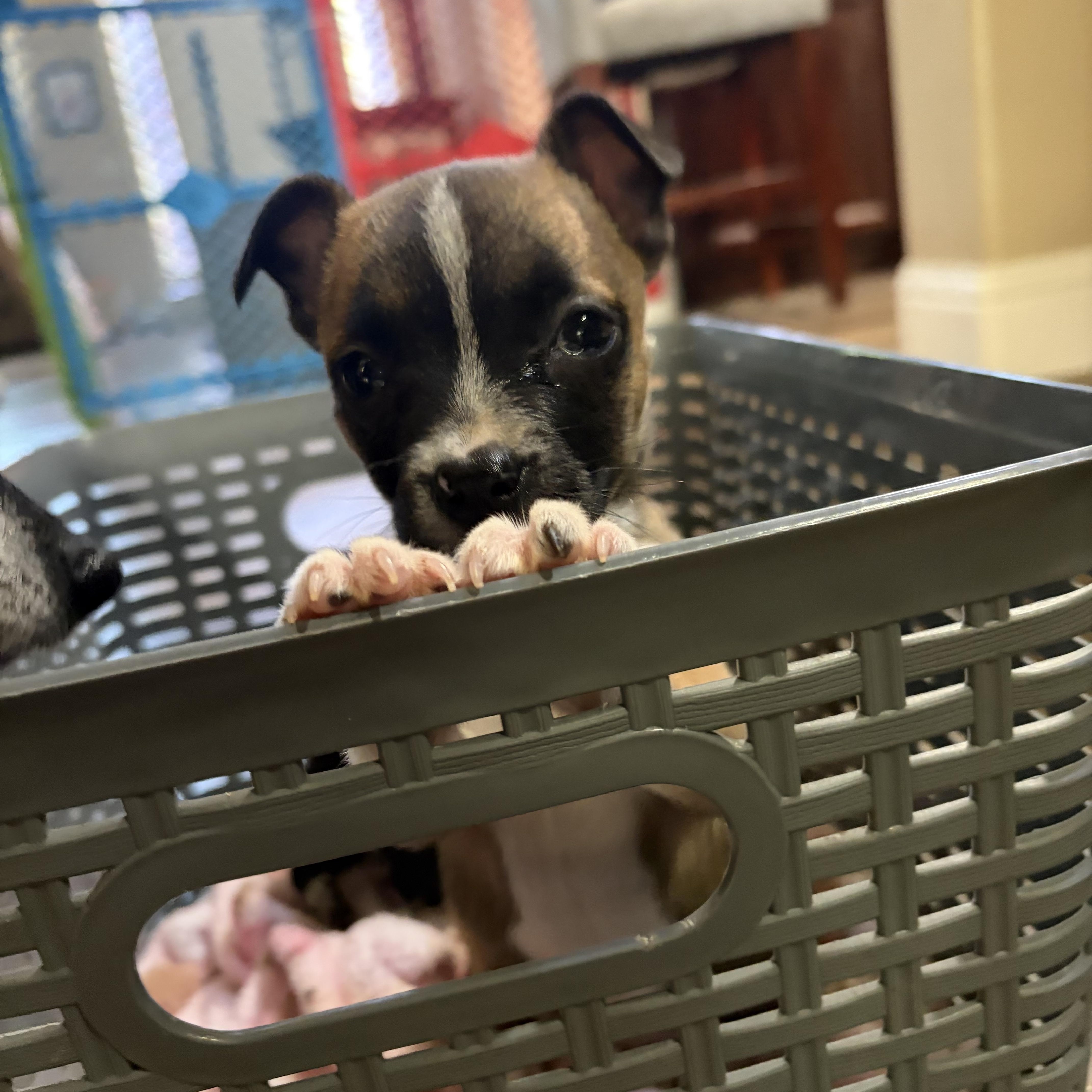 Rex, a ADOPTABLE Mixed Breed in Penryn, CA image 4/5