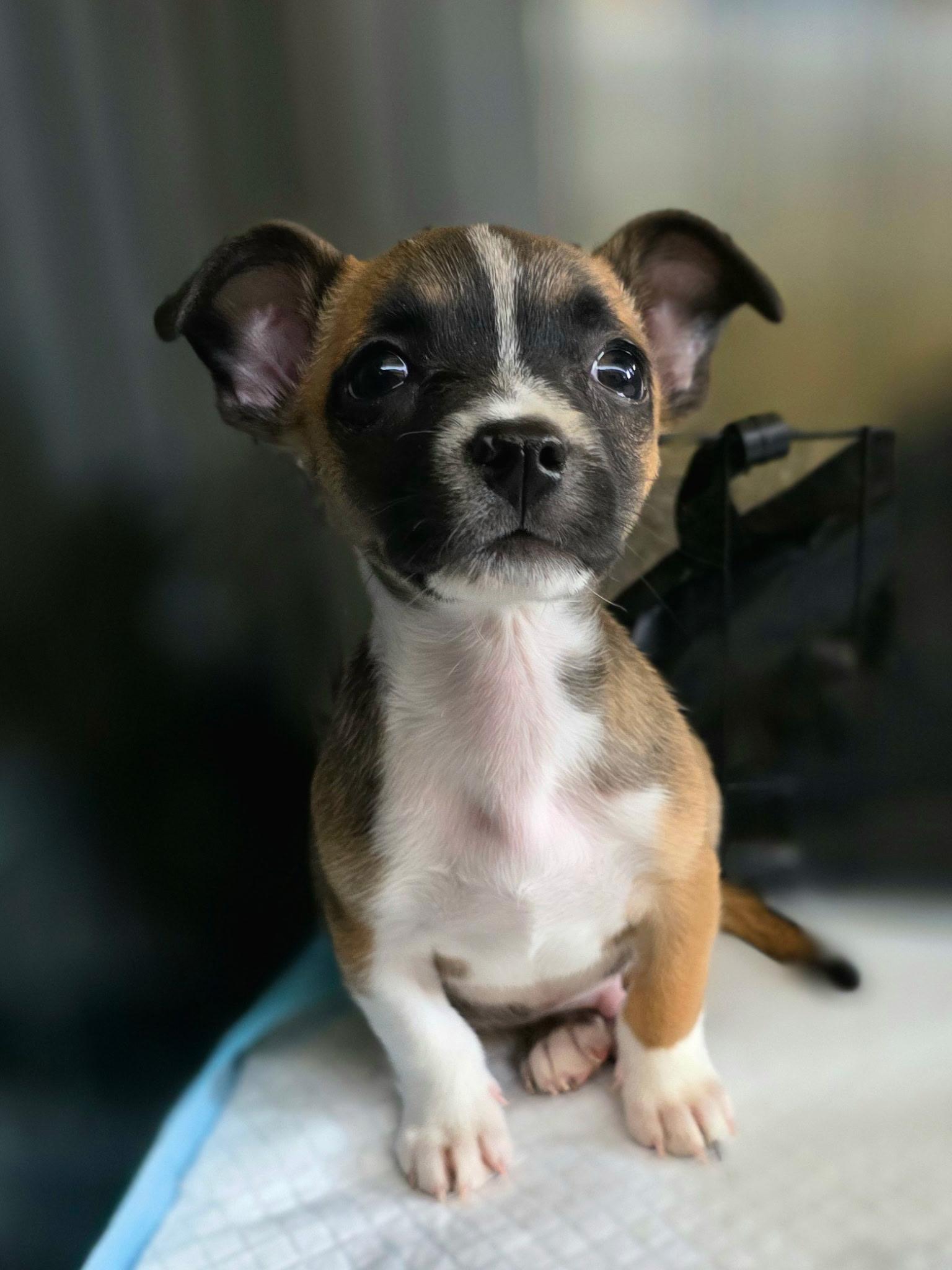 Rex, a ADOPTABLE Mixed Breed in Penryn, CA image 2/5