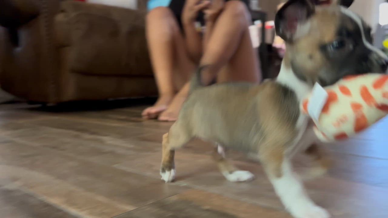 Enlarge Rex, a ADOPTABLE Mixed Breed in Penryn, CA video 5/5