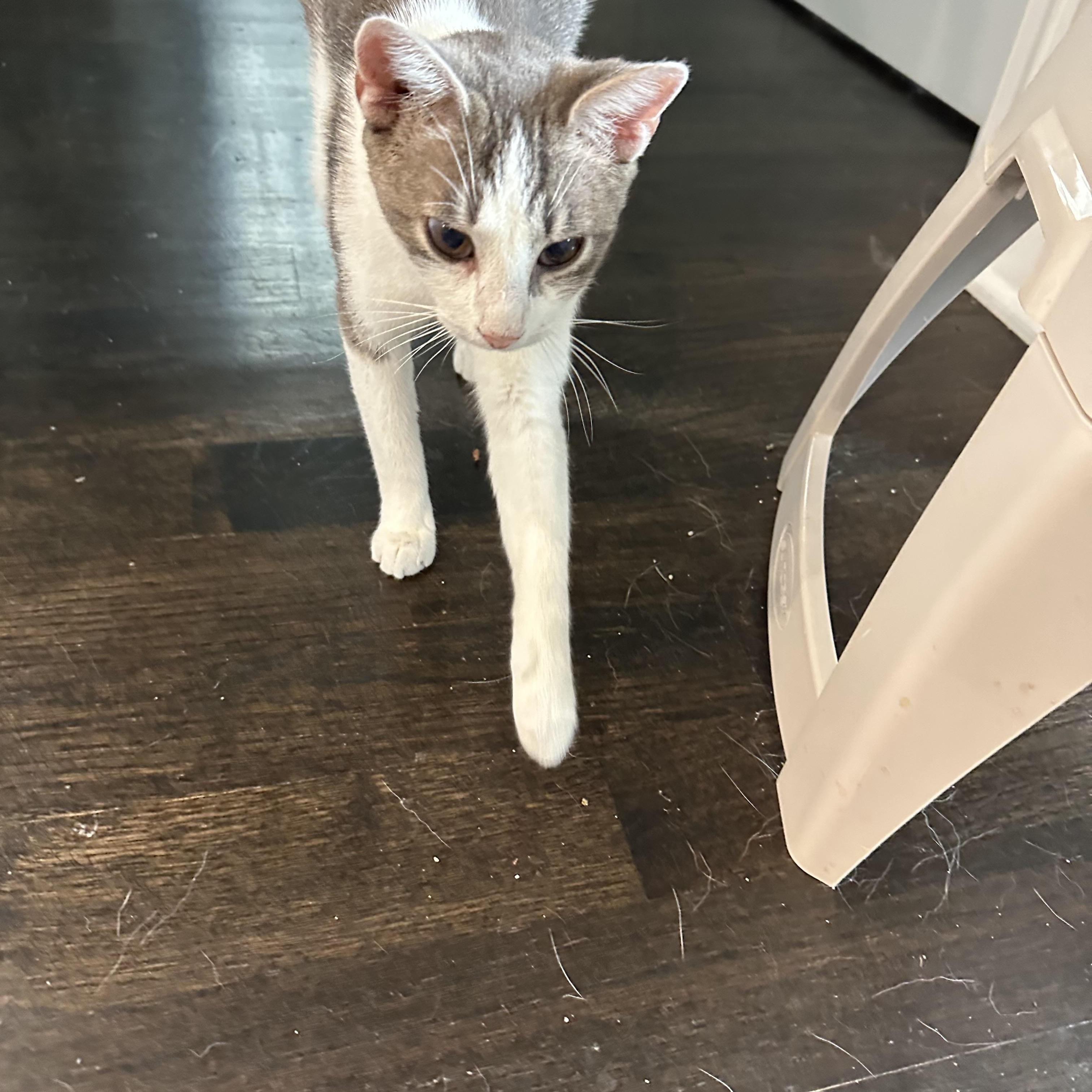 Enlarge Honey, a Adoptable Domestic Short Hair in Brentwood, TN image 4/4