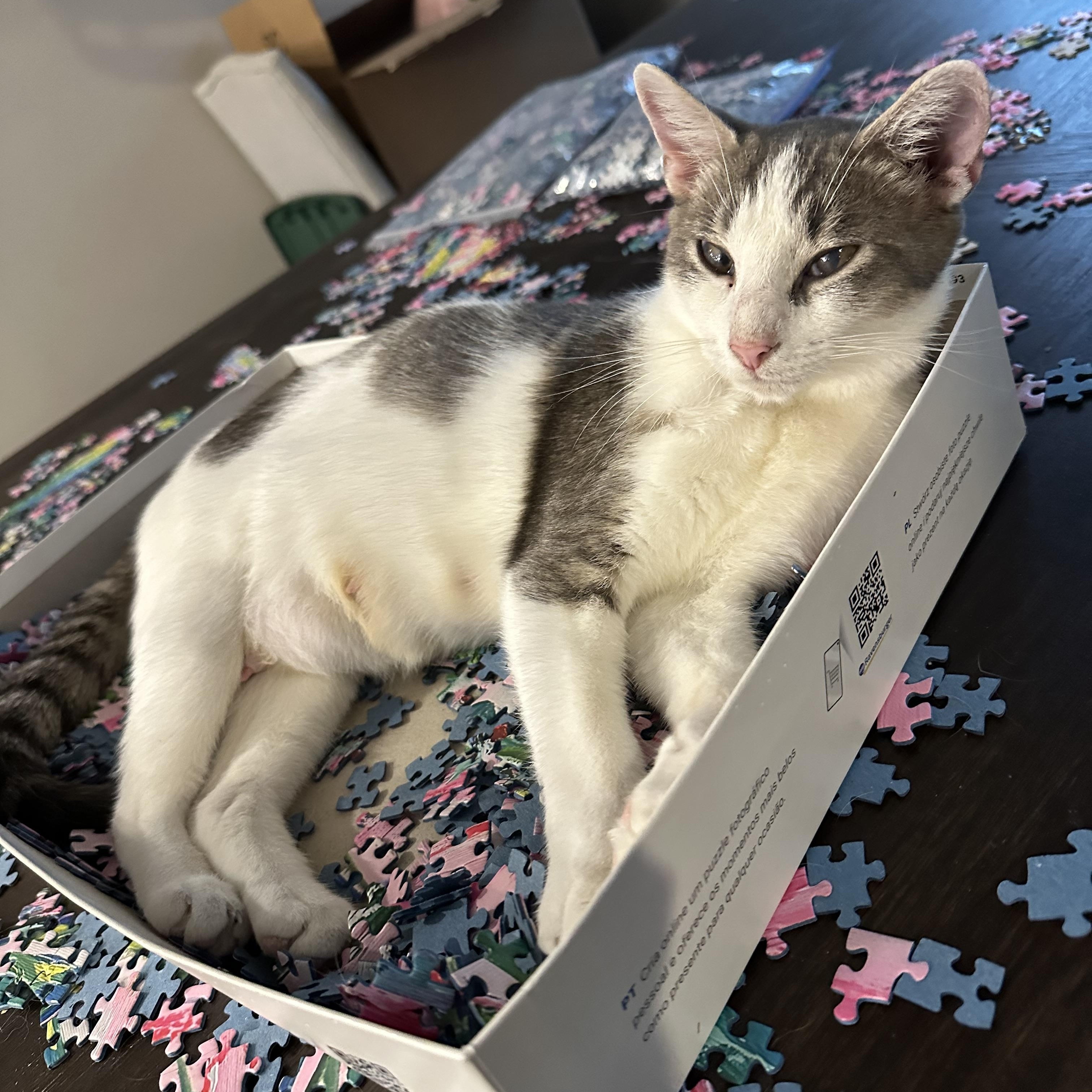 Enlarge Honey, a Adoptable Domestic Short Hair in Brentwood, TN image 1/4