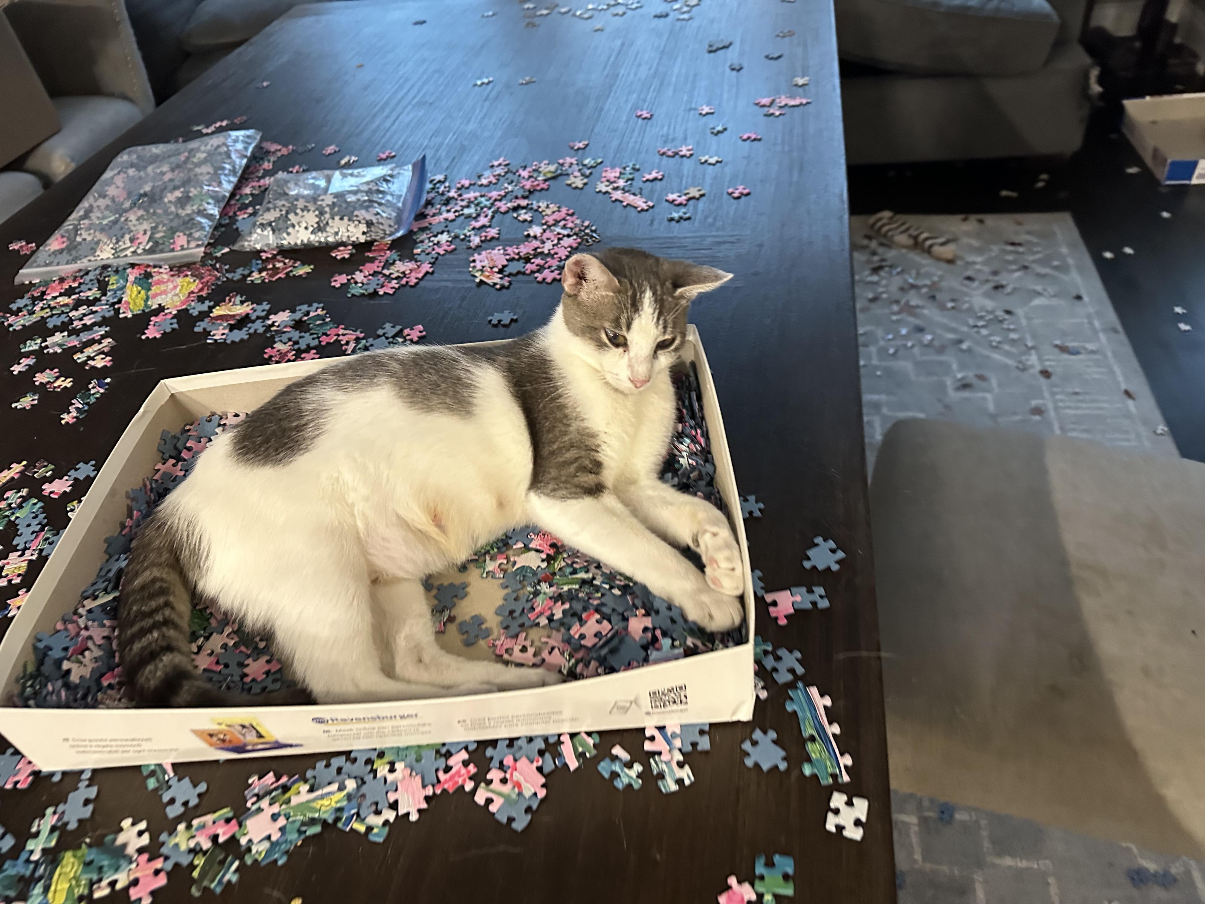 Enlarge Honey, a Adoptable Domestic Short Hair in Brentwood, TN image 3/4