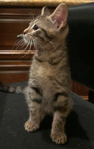 Meg, ADOPTABLE, Kitten Female Domestic Short Hair.