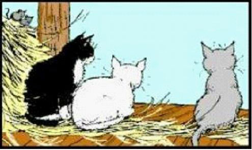 Enlarge Barn cats!, a Adoptable Domestic Short Hair in Columbus, IN image 1/1