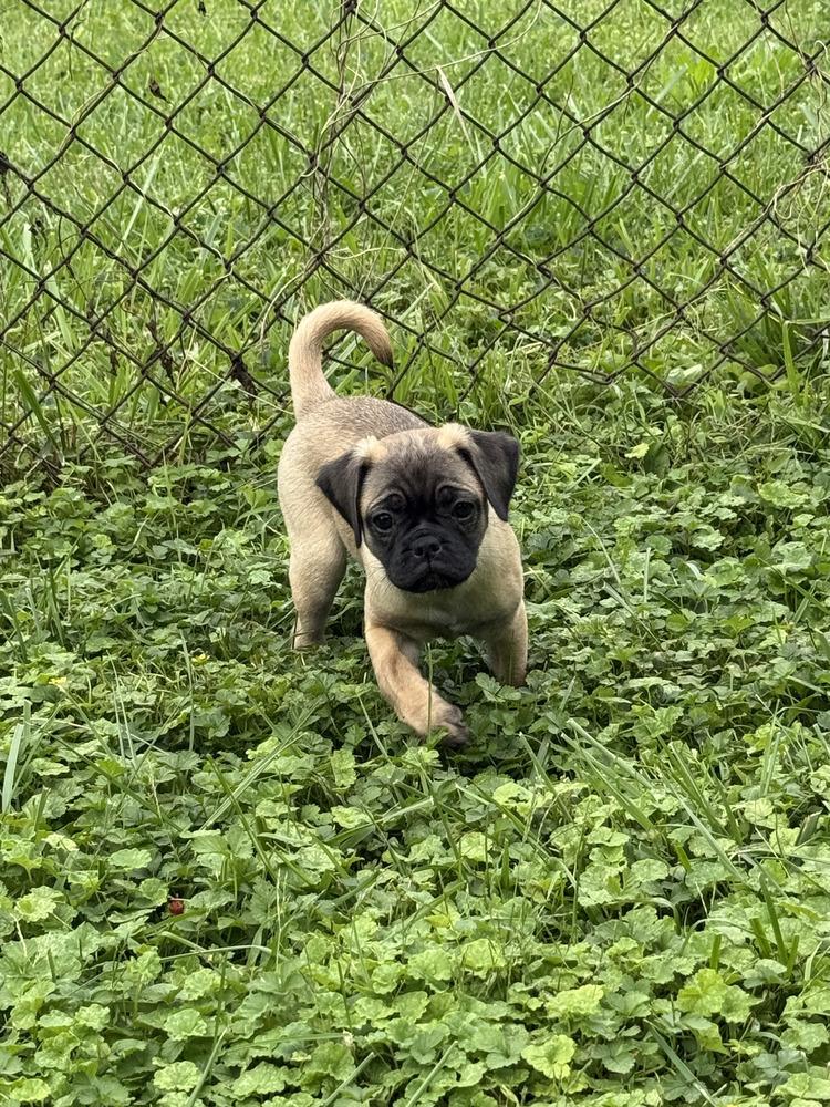 Bishop, Adoptable, Puppy Male Pug & Beagle.