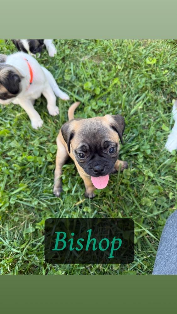 Bishop, Adoptable, Puppy Male Pug & Beagle.