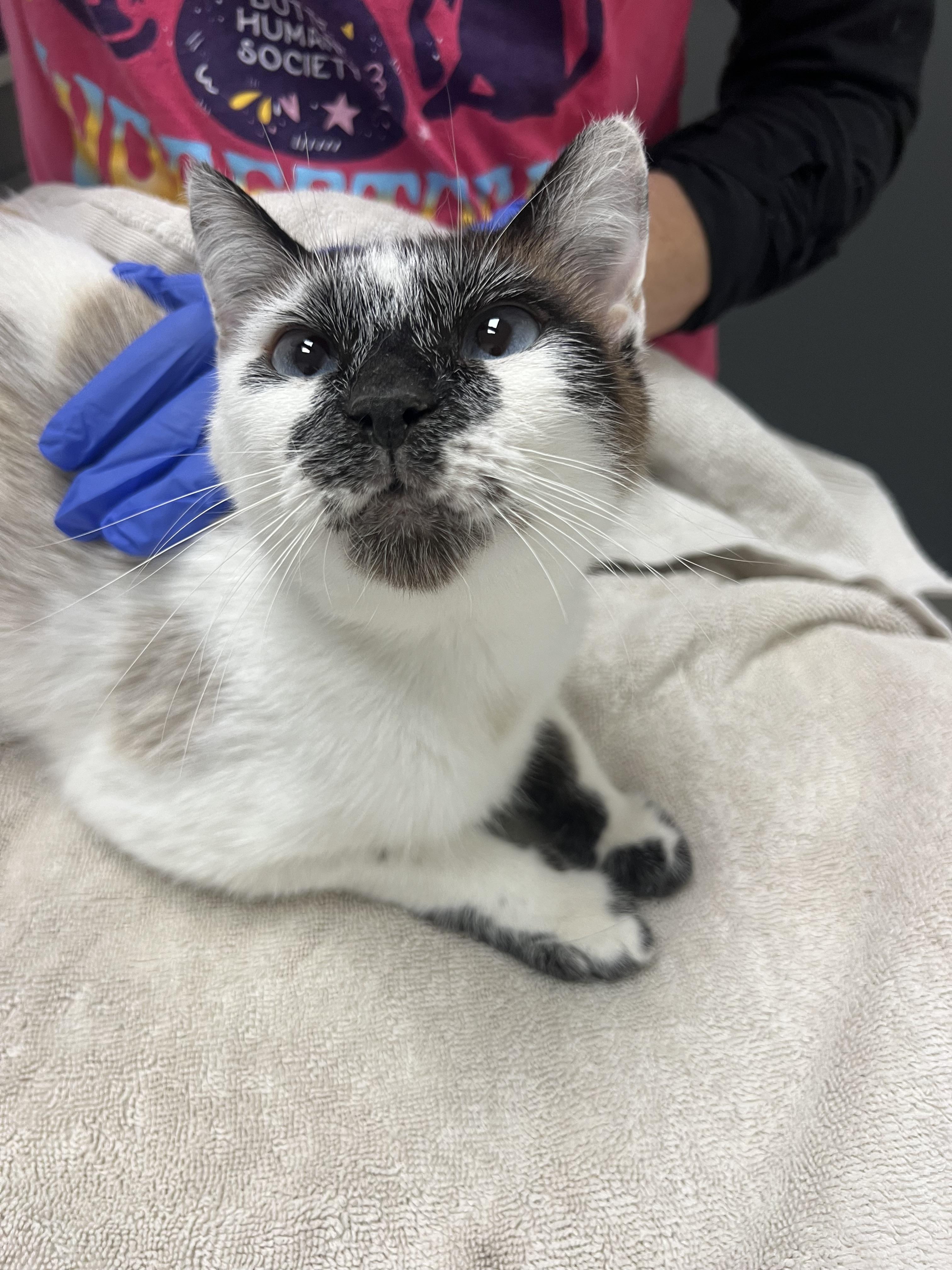 Honey, Adoptable, Adult Female Siamese.