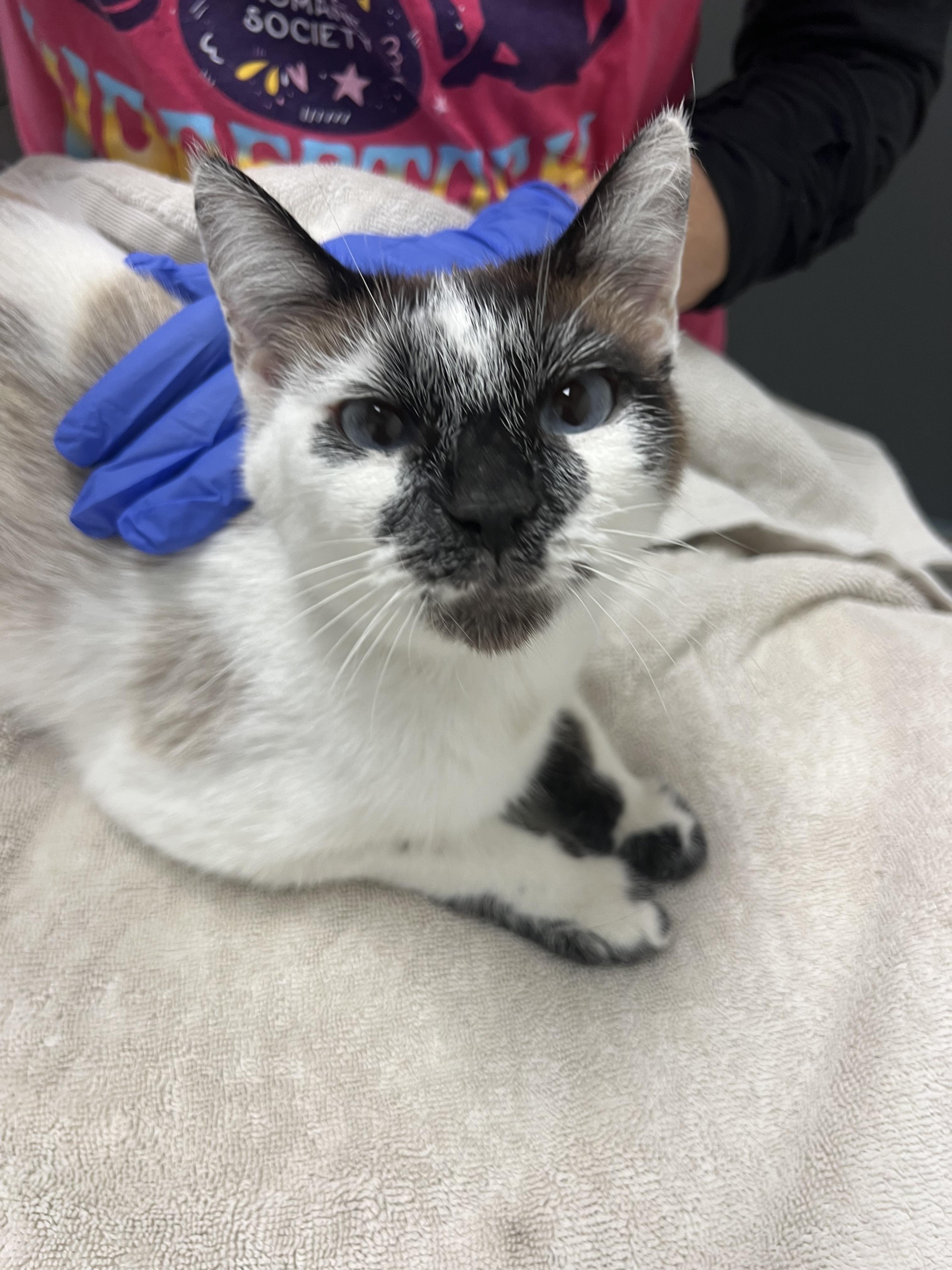 Enlarge Honey, a Adoptable mixed breed in Chico, CA image 2/2