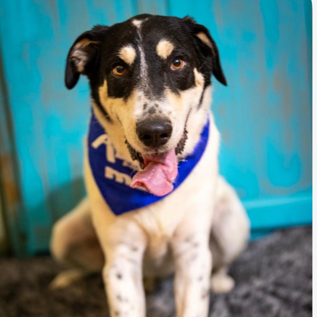 Shane, a Adoptable mixed breed in Jay, NY image 1/3