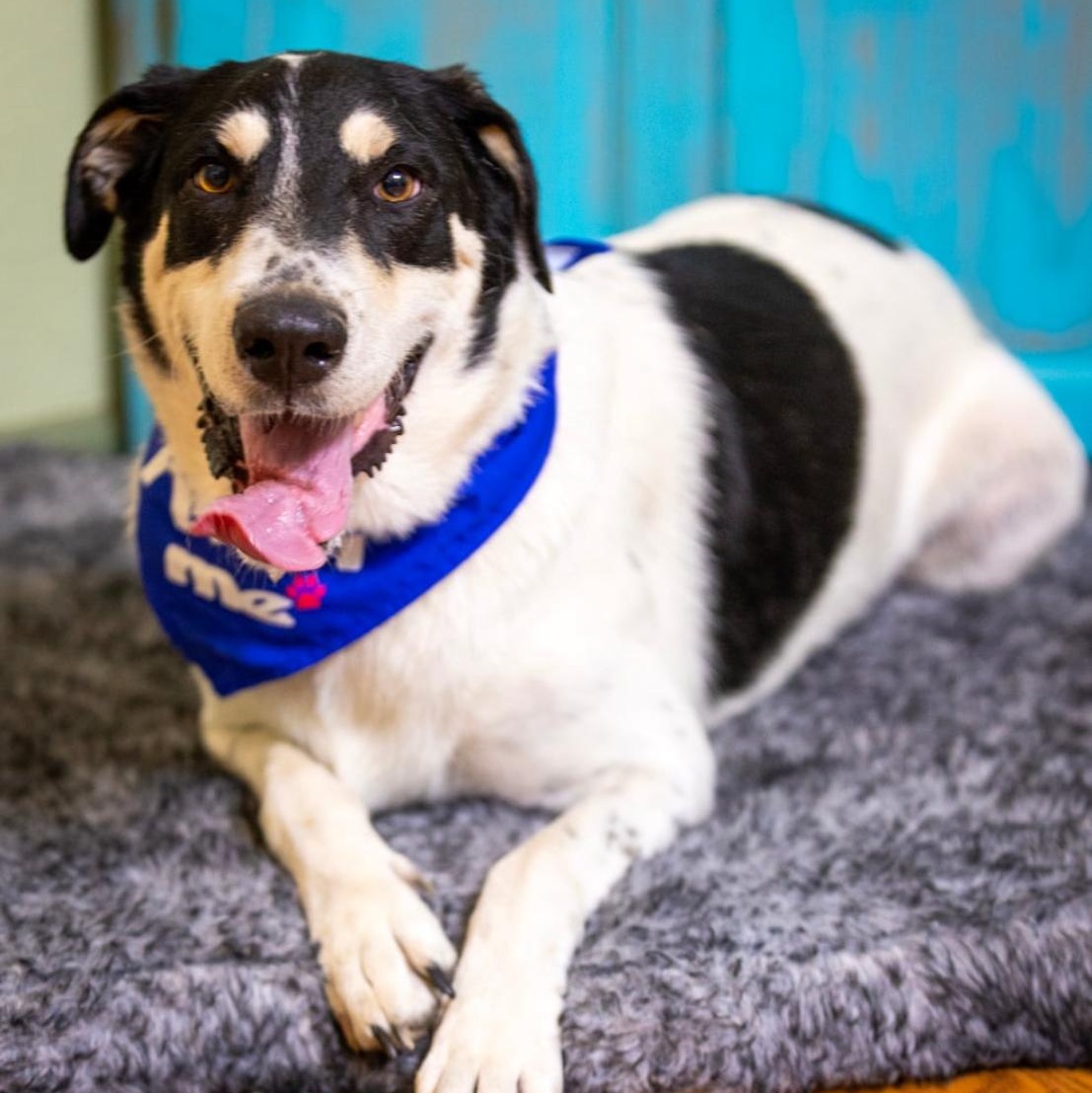 Shane, a Adoptable mixed breed in Jay, NY image 3/3